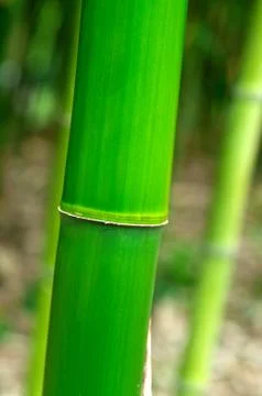 Green bamboo Stock Photos