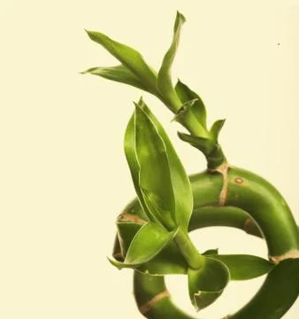 Green bamboo Stock Photos