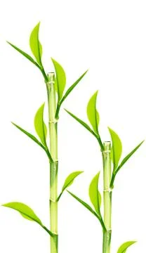 Green Bamboo Stock Photos