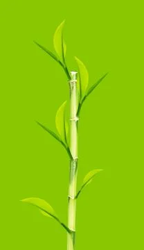 Green Bamboo Stock Photos