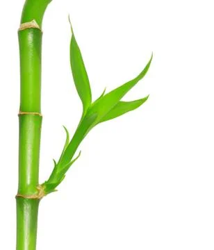 Green bamboo Stock Photos