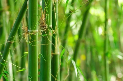 Green bamboo Stock Photos