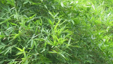 Green Bamboo Plants Stock Footage 336683785