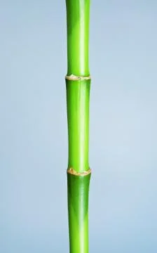 Green Bamboo Stem Stock Photos