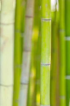 Green bamboo stems background Stock Photos