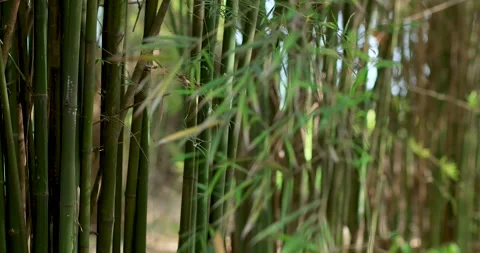 Green bamboo stems growing in bamboo plantation. Agriculture and farming Stock Footage 330519120
