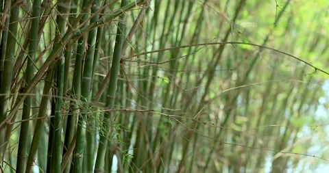 Green bamboo stems growing in bamboo plantation. Agriculture and farming Stock Footage 332094782