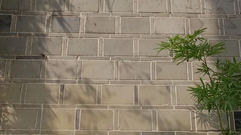 Green bamboo  onto the stone wall. Stone wall background material. Stock Footage 328201964