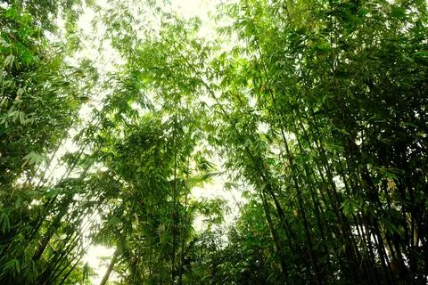 Green bamboo tree in forest Stock Photos