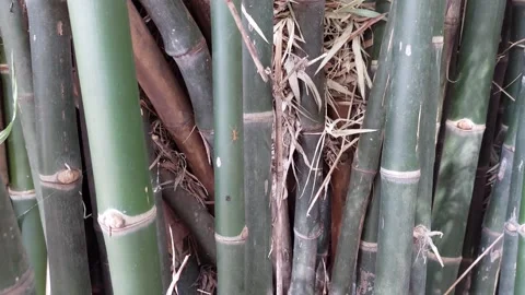 The green bamboo trees crowded together Stockbeeldmateriaal 260980947