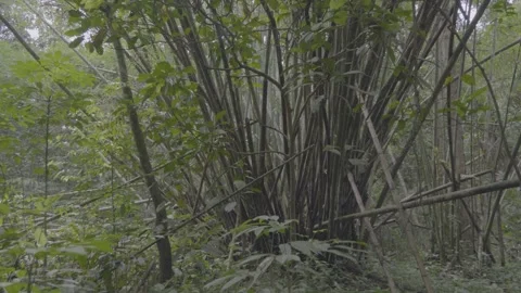Green Bamboo Trees At The Deep Jungle Sarawak Forest Borneo Stock Footage 320559976