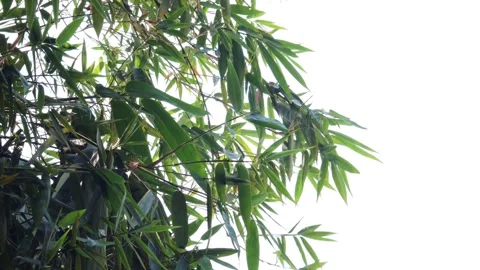 Green bamboo trees Stock Footage 339376866