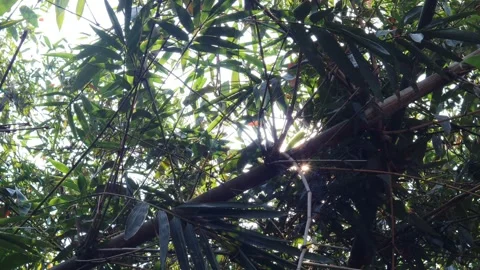 Green bamboo trees Stock Footage 339376869