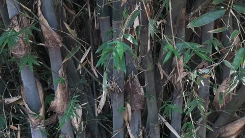 Green bamboo trees Stock Footage 339376871
