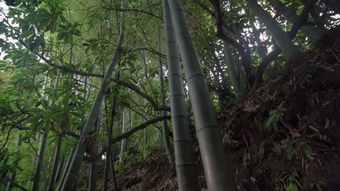 Green bamboo trees forest in the evening Video stock 231562553