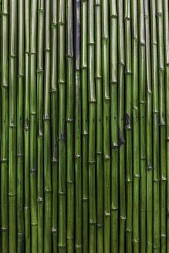 Green Bamboo Wall Background texture Foto stock