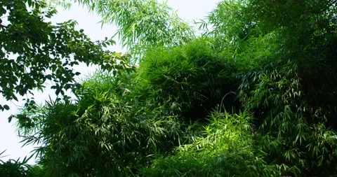 Green bamboom trees in sunny daylight with beautifull light and shadow Video stock 203844827