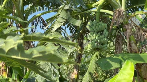 A green banana bunch develops among long arching leaves of a tropical plant 動画素材 332723950