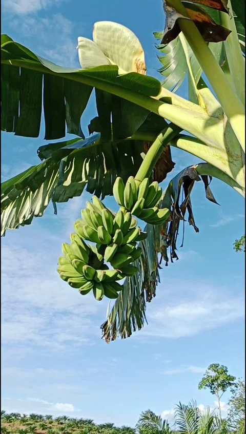 Green Banana Bunch Hanging On Tree With Leaves Swaying In Wind Stock Footage 331830963