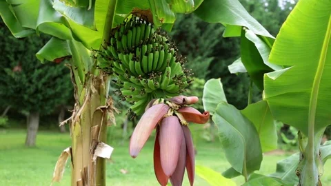 Green banana hanging on a branch of a banana tree. Banana palm, bananas ripen on Stock Footage