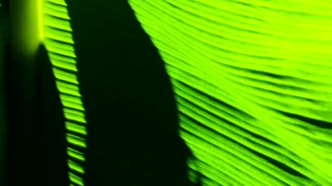 Green banana leaf background, out door Chiangmai Thailand. Stock Footage 277861900