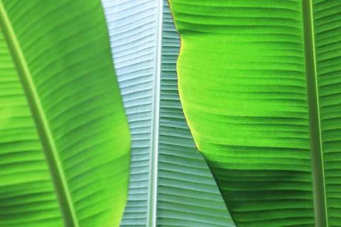 Green banana leaf background (Selective focused) Foto stock