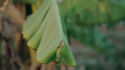 Green Banana Leaf in Focus Stock Footage 290789429