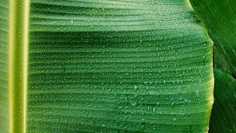Green banana leaf Stock Footage 194882618