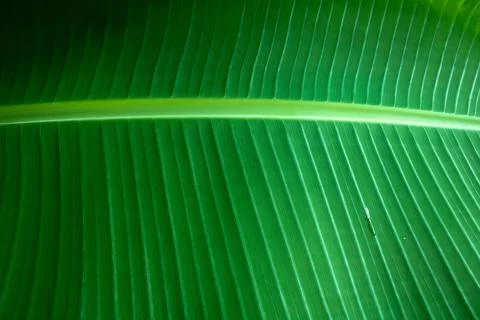 Green banana leaf. Natural green tropical leaves. Stock Photos