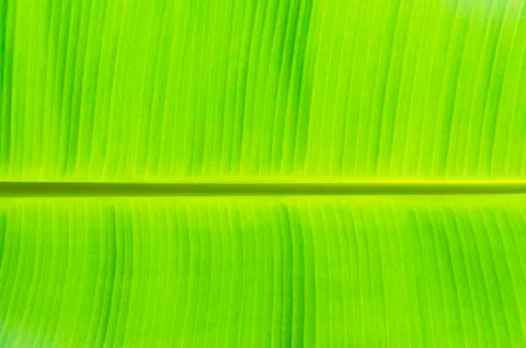 Green banana leaf Stock Photos