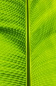 Green banana leaf Foto stock