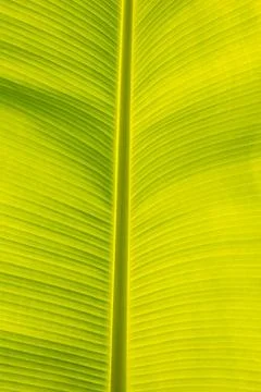 Green banana leaf Stock-Fotos