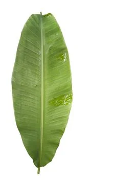 Green banana leaf Stock Photos