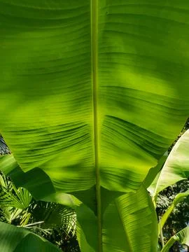 Green banana leaf Stock Photos