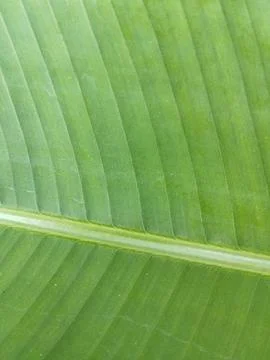 Green Banana Leaf Texture Background Stock Photos