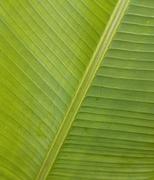 Green Banana Leaf Texture Background Stock Photos