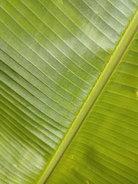 Green Banana Leaf Texture Background Stock Photos