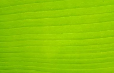 Green banana leaf texture Stock Photos