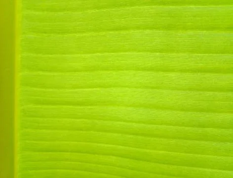 Green banana leaf texture Stock Photos