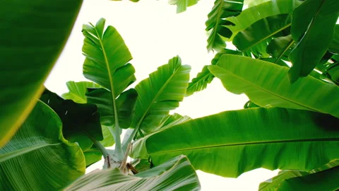 Green banana leaf in wind blowing Video stock 151242879