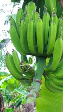 Green banana Stock Photos