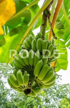 Green banana on tree and fresh leaf Stock Photos