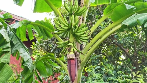 Green banana tree with bunch and blossom. Stock Footage 341738233