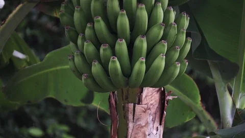 Green banana tree Stock Footage 102409510