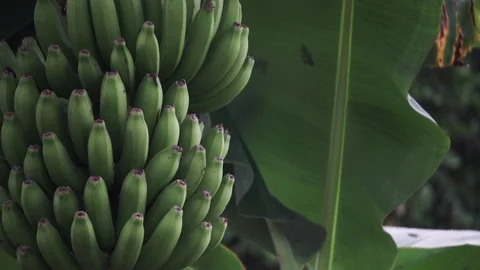 Green banana tree Stock Footage 102410935