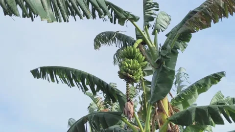 Green banana on the tree Stock Footage 161587850