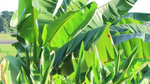 Green Banana Tree Stock Footage 274443931