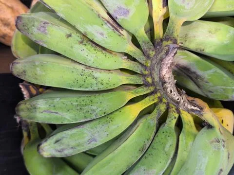 Green bananas in a bunch. 库存照片