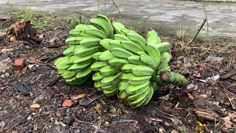 Green Bananas Video stock 197498457