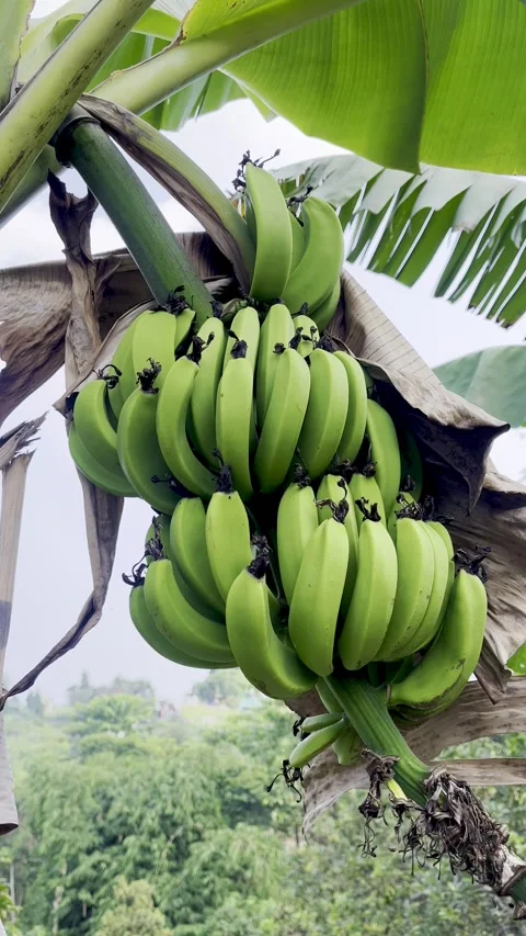 Green Bananas Stock Footage 340046168